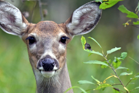 Become a community scientist by surveying wildlife for the DNR