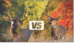 Elk are out there, too
