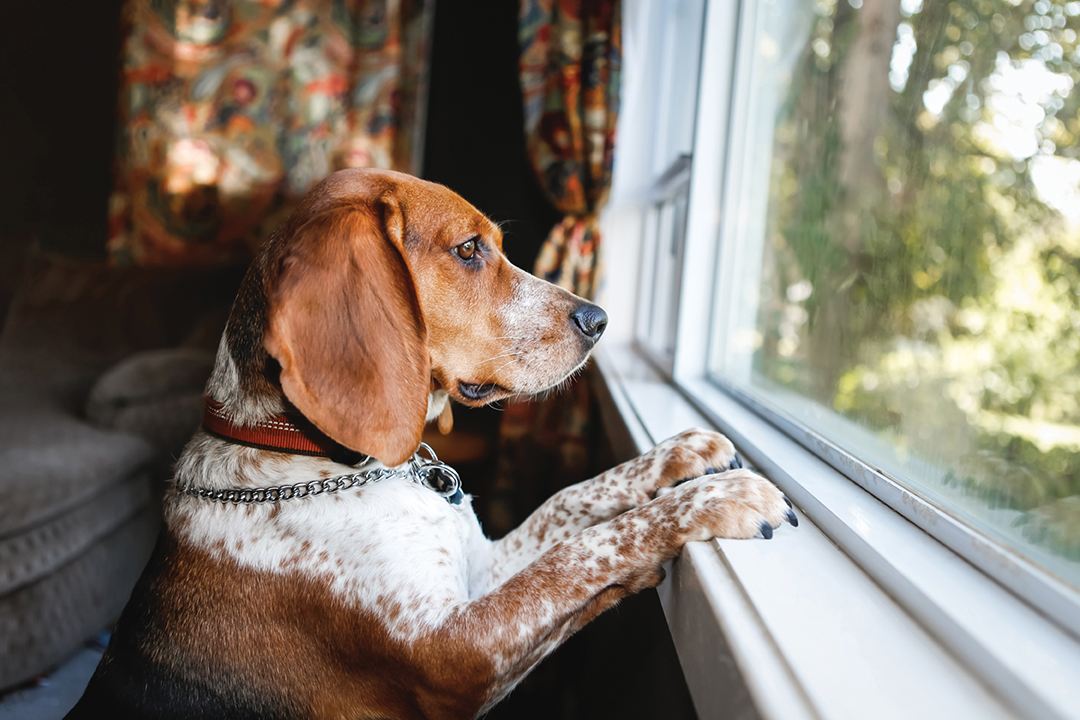 Barking dogs can only be tolerated for so long