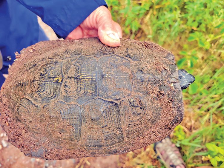 No shell left behind; Volunteer wood turtle trackers to speak Sept. 18 at Stoney Acres