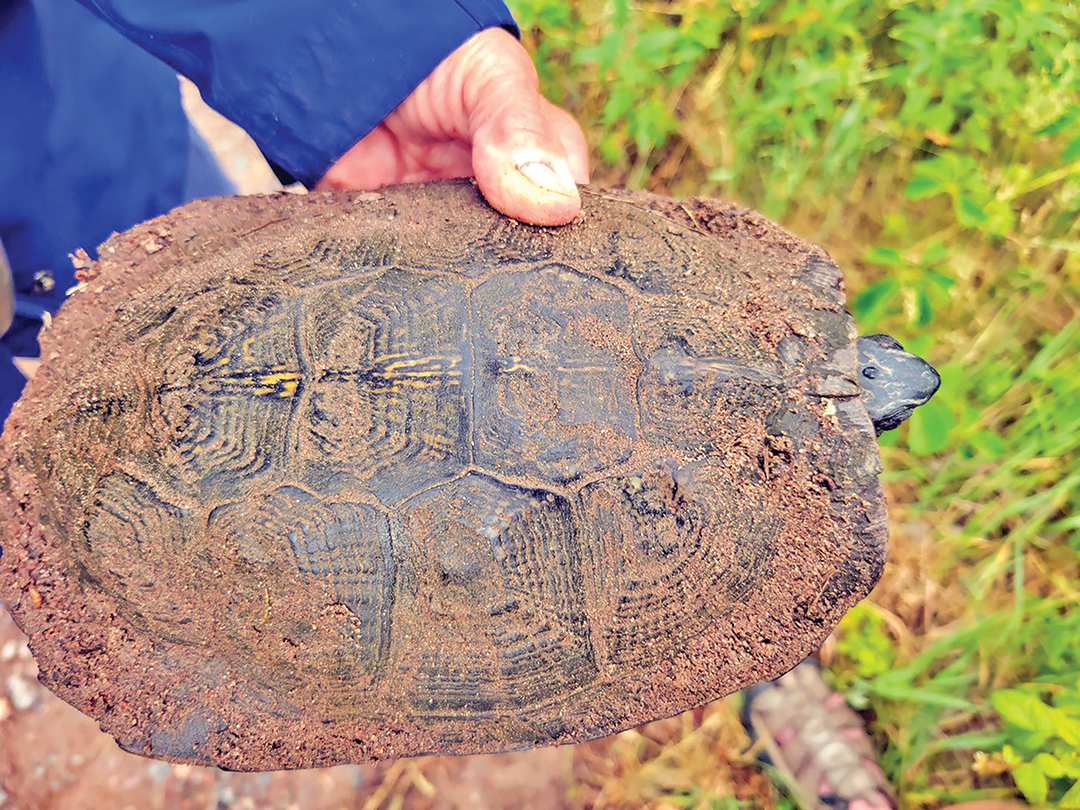 No shell left behind; Volunteer wood turtle trackers to speak Sept. 18 at Stoney Acres