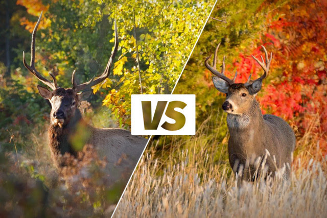 Elk are out there, too