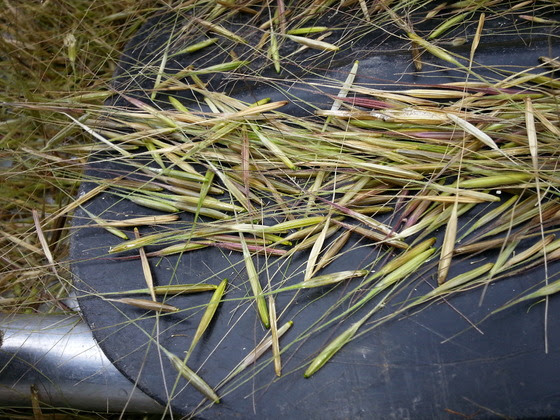 There is yet hope for wild rice production in Wisconsin