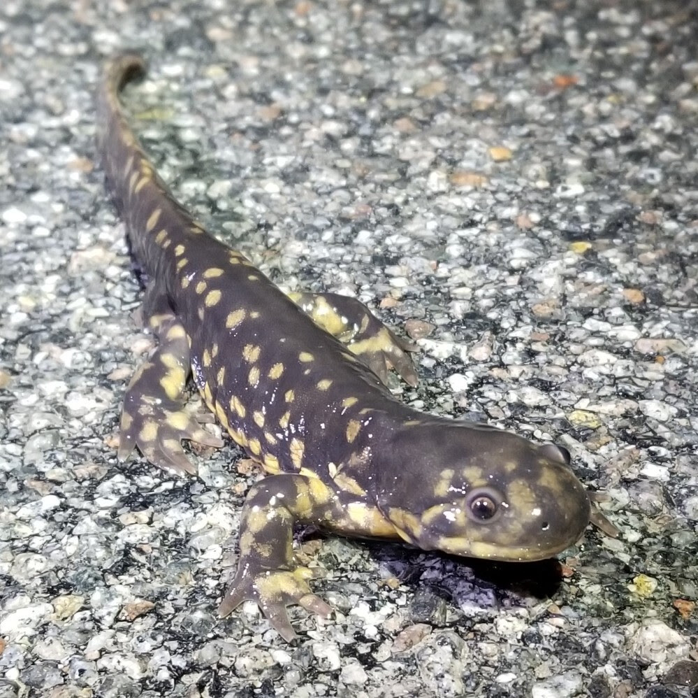 Watch for herptiles on the roadways this fall