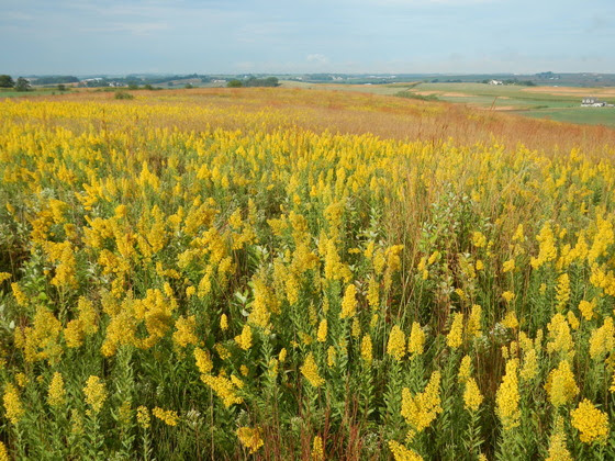Natural areas program is turning 75 this year