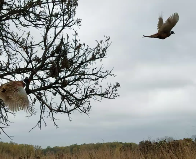 Budget won’t allow for as many pheasants stocked