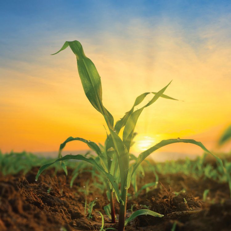 Expansion for exports is possible with grant funds