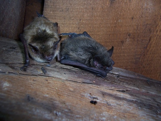 The bats species of Wisconsin need your help